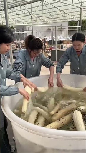 “Natural Loofah Sponge Making Process | How Loofah is Cleaned and Prepared