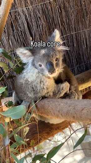 5.6K views · 2.2K reactions | Koalas just being koalas  Do you have a favourite? You can meet our koalas up close with your very own koala encounter. See what these little troublemakers get up to first hand. You can find more details on our website wildlifepark.com.au #koala | Ballarat Wildlife Park | Facebook