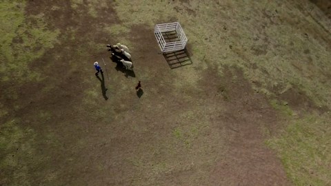 Australian shepherds all about herding