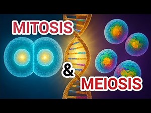 Mitosis and Meiosis: Secrets of Body Growth, Repair, and Multicellularity