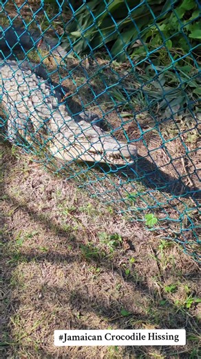 Jamaican Crocodile Hissing: Nature's Defense Mechanism