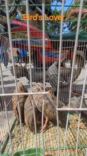 Quetta Sunday Birds Market price update #birdsbreeding #birdsmarket #birds #breedingpair #birdlover