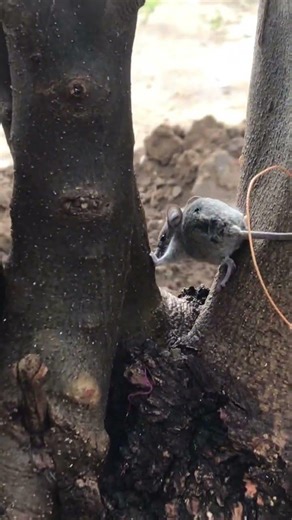 #ants #insects #bugbattle #butterfly #epicbattle #insects #bugbattle #butterfly #epicbattle #mouse