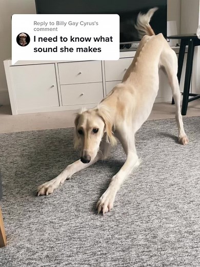 Billy Gay Cyrus's Saluki Shows Off Big Boy Bark | Dog TikTok