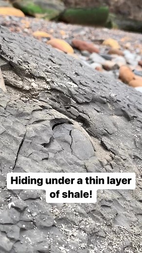 Discovering Ancient Treasures: Ammonite Rock Unveiled from Jurassic Era