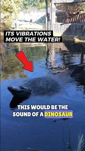 🐊This Is What An ALLIGATOR SOUNDS Like In The WATER!🔊🌊 #alligator #alligators #sound #feedshorts