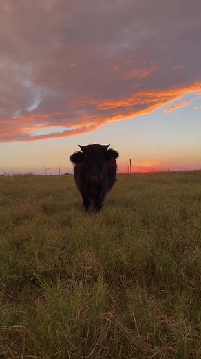 Discover the Joy of Highland Cows: Meet Charlie the Mini Cow