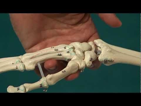scaphoid manipulation dorsal lesion