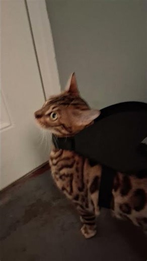 Best rango pictures #sillycat #cat #funny #funnycat