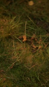 ✨ Ismerd meg a HONOR 400 Smart 5G-t. Nem a felhajtásról szól. Hanem arról, ami tényleg számít. 🔋 6500 mAh akkumulátor – erő, ami napokon át kitart. ⚡ 35 W gyorstöltés – mert az élet túl rövid a lassú töltéshez. 💧 IP54 vízálló kialakítás – felkészülve esőre, porra és a váratlan helyzetekre. 📱 6,77” 120 Hz kijelző – selymesen sima, fényes és könnyed. Egy telefon, amit a tartósságra építettek, és a való életre terveztek. #HONOR400Smart5G #SmartPower | Honor