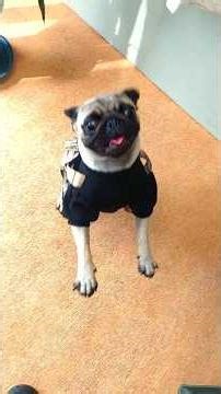 接し方が雲泥の差！パグ・ももちゃん1歳 #pug #dog #pethotel #toypoodle #パグ #トイプードル #犬 #ペットホテル #トリミング #佐野市