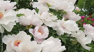 Paeonia suffruticosa. Shrub blooming with beautiful large white flowers. Landscaping of parks and gardens