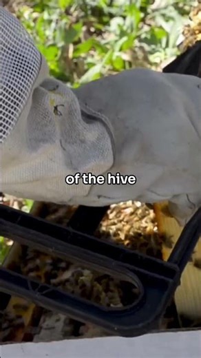 Bee Keeping: 5 Years of Stings, Lessons, and Lots of Honey #bees #garden #gardening #farmlife #honey