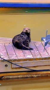 DYK Moss Landing has a wild side? Just a quick 20-mile hop north of Monterey is Moss Landing, a super cool spot bursting with amazing wildlife. This lively harbor and the peaceful Elkhorn Slough are like a five-star resort for all sorts of creatures. Here's a sneak peek at who you might meet: Sea Otters: Get ready for cuteness overload! You'll see these fluffy guys chilling on their backs, munching on snacks, or simply preening. 🦦 Harbor Seals: Peek-a-boo! These curious and vocal seals love han