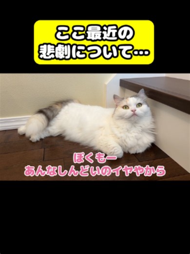ここ最近の悲劇について…#猫 #おもしろ #アテレコ #ニャンチューバーつくし