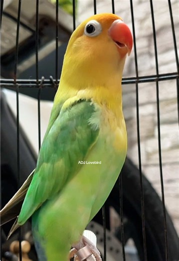 Burung Lovebird Gacor: Tips dan Teknik