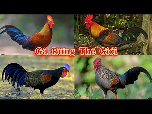 Khám Phá Gà Rừng - Loài Chim nổi bật và độc đáo trên Thế Giới || Đạt Bird TV
