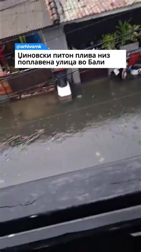 Петметарски питон беше забележан како плива низ поплавена улица во Бали,Индонезија. Обилните дождови предизвикаа поројни поплави,при што дел од патиштата на островот се претворија во водени површини. #python #giant #bali #indonesia #fyp