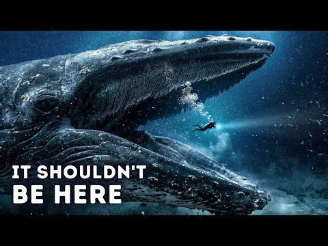 Scientists Have Tracked This Whale for Years (But Never Seen It)