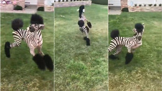 Behold the Zebra Dog! Dog groomed like zebra frolics around yard
