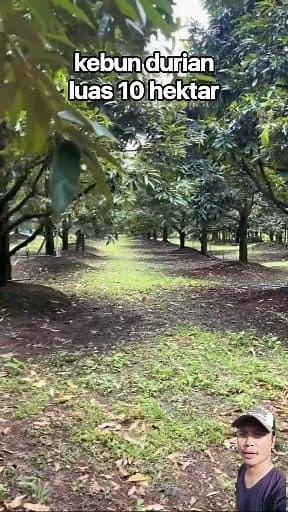 418K views · 3.9K reactions | #fyp #viral #kebundurian #kebun #durian #petani #tutorial | Van Seven | Facebook