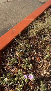 13K views · 190 reactions | Hailstorm rips through downtown Missoula. Latest forecast: https://nbcmontana.com/weather | NBC Montana | Facebook