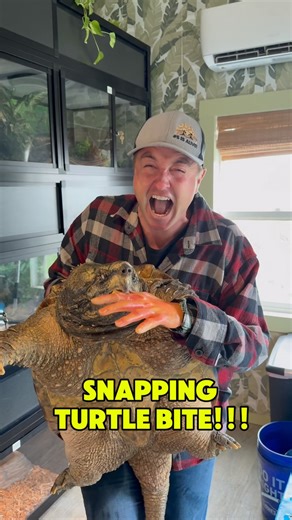 Wildlife Educator | Animal YouTuber | Snapping Turtle Bite!!!😱 | Instagram