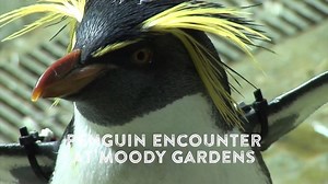 23 reactions | Need a reason to book your spring getaway? How about seven? Remember to take advantage of weekday rates, Sunday through Thursday, to enjoy this gorgeous spring weather.  Shop for your hotel here: https://www.discovergalvestontexas.com/hotels | Discover Galveston, Texas | Facebook