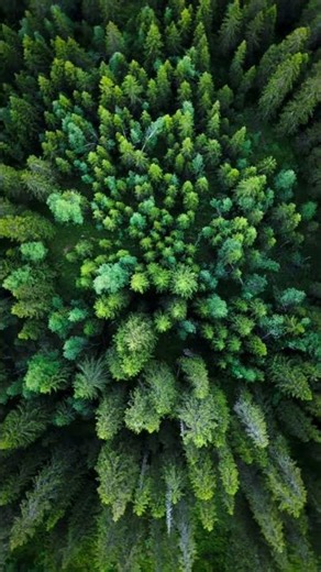 UNTOUCHED🌲