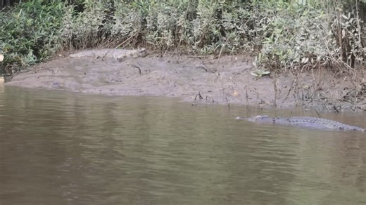 26K views · 347 reactions | When you’re doing a private bird watching tour and the guide of the bird tour FNQ Nature Tours is showing everyone those feathered things , but you’re watching something else entirely 藍. Madge and Forest are co stars that don’t get on . This is actually Forests favourite bank but Madge told her to get and it’s always best to go if Madge says so藍. | Solar Whisper Daintree River Crocodile & Wildlife Cruises | Facebook