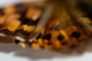 MIT class journeys to fascinating places where mechanical engineering affects biology | MIT Department of Mechanical Engineering