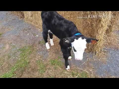 Calf update: Beginning the weaning process.