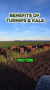 10K views · 263 reactions | Benefits ng turnips at kale sa ating mga gatasing baka #farmlife #farming #dairycows #cows #animalhealth | Kapangarap vlog New Zealand | Facebook