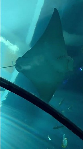 ✨ Taoyuan Xpark Aquarium Walk 🇹🇼 | 4K Walking Tour | No Talking｜桃園 Xpark 水族館 2026