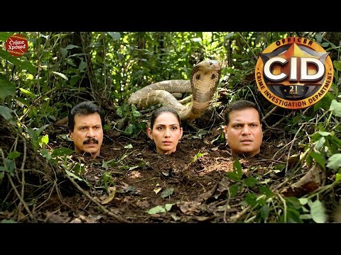 मिट्टी में दफ़न दया-फ्रेडी के पीछे हमला करने आया 100 फीट लंबा जंगली नाग || CID || New Episode 