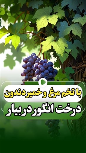 ‎داوود فریساتی/گل و گیاه/اصلاح باغات و مزارع/کود/افزایش تناژ/‎ on Instagram‎: "اگه توام شادابی و نشاط گل و گیاهت برات مهمه، پیشنهاد میدم یه بار از این م..ح//صول براشون استفاده کنی😍 @niro.gol 🍀🌹فواید استفاده از دوره غذایی گیاه 🌹🍀 👑برای همه‌ی گیاهان قابل استفادس 👑 ✅استفاده آسان ✅کاملا بهداشتی و گندزدایی شده ✅افزایش میزان پاجوش ✅جلوگیری از زرد شدن و سوختن برگ ها ✅جلوگیری از ریزش برگ ها و گل ها ✅بدون بو عاری از لارو و تخم حشرات ✅افزایش فعالیت بیولوژکی در خاک گلدان ✅افزایش طراوت شادابی سبزینگی