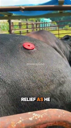 EXPLOSIVE COW ⁉️ #cow #wtf #shorts #trending