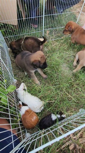 Watch These Guinea Pigs Make New Friends! dog #protect #guineapigs #animal #cute #pets #viral