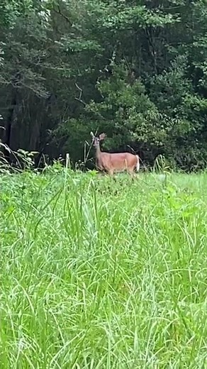 Whitetail Deer Blowing