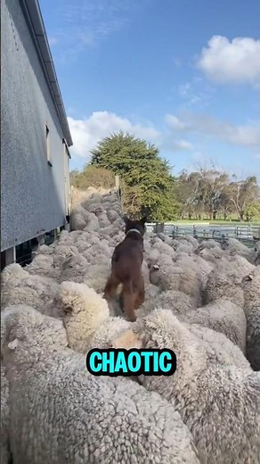 Why Sheepdogs Move So Fast 🐕🐑 | Amazing Herding Skills Explained #sheepdogs #dogs #animals