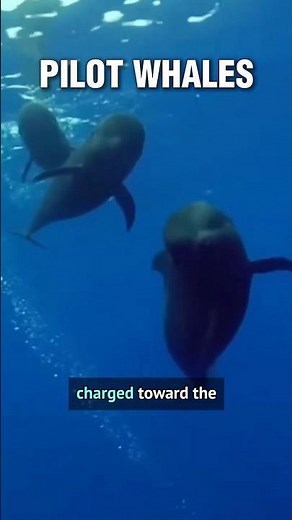 Pilot Whales vs Orcas | Orcas Run Every Time
