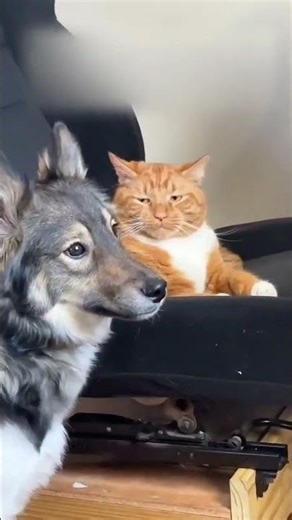 #trendingshorts #comedyvideos #catshorts #doglove #funny