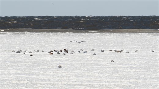 What is a Code Purple? How Delaware helps homeless during winter storm