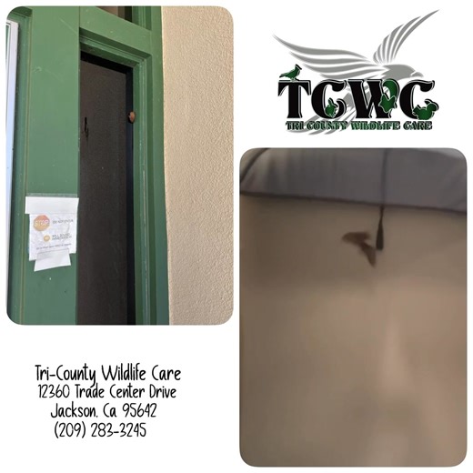 🦇 This Little Brown Bat was found hanging low on a high school gymnasium door. Tina called and we knew we needed to go grab him to keep him safe. TCWC was a safe place to see if he was healthy and able to be set free. After a few days, he showed us it was time. This net enclosure allows us to flight test. 🦇 Brown Bats who fly an average of 12MPH cruising speed and 22 MPH when in pursuit of insect prey or evading predators. After a few days of yummy bugs and rest after the storm, this Little Br
