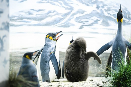 Le zoo de Zurich promet de grandes transformations pour 2050 | RTS