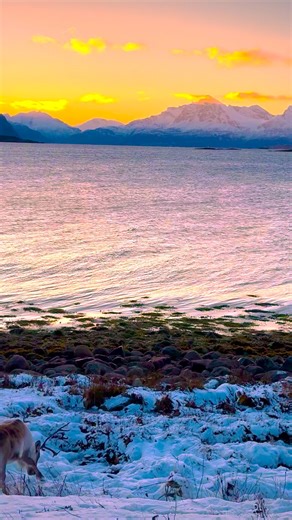 166K views · 4.1K reactions | Reindeer and perfect view | Aurora Borealis Observatory | Facebook