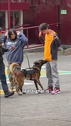 How sniffer dogs detect