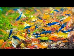 Mixing Shrimp Colors - Neocaridina Shrimp - Skittles Shrimp
