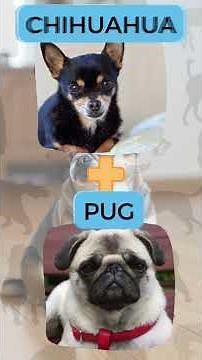 Can You Guess These 10 Mixed Breed Dogs? 🐶 Dog Quiz!