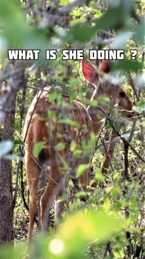 This Antelope Survives by Disappearing 😳 | Bushbuck Facts #facts #shorts
